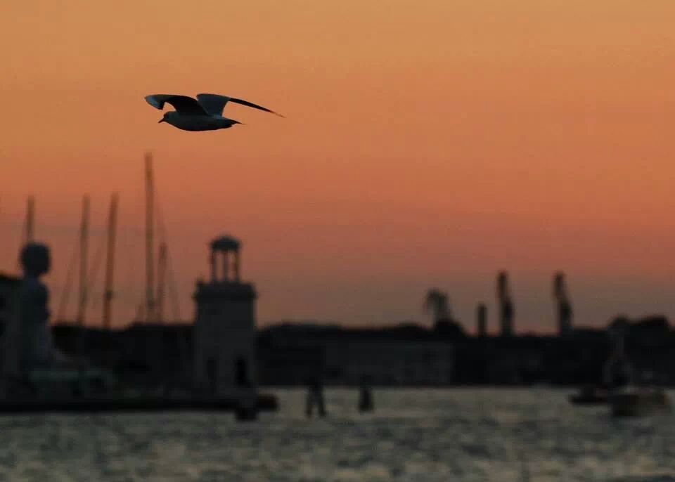 gabbiano al tramonto su venezia