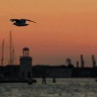 gabbiano al tramonto su venezia