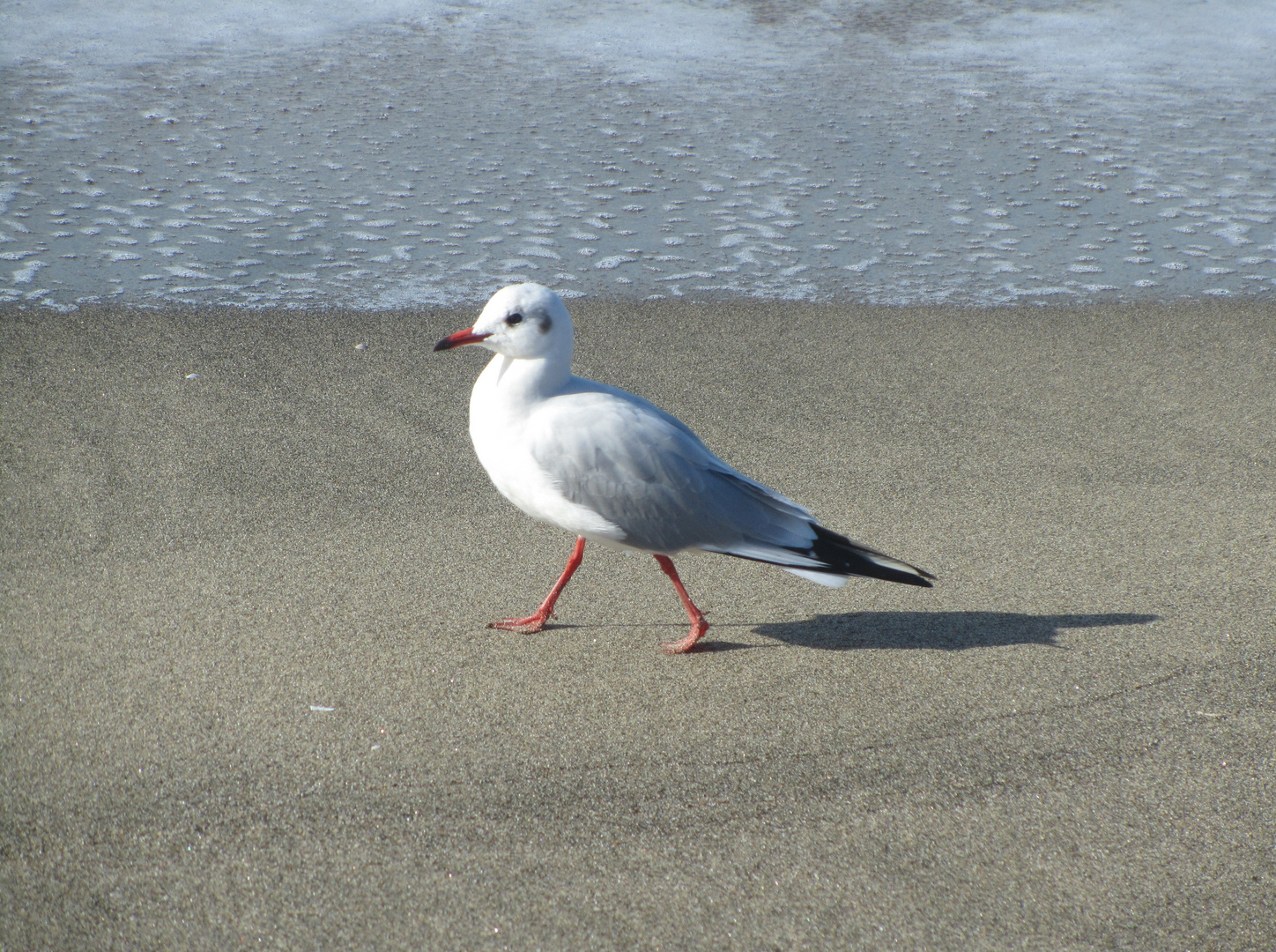 Gabbiano comune (Larus ridibundus)