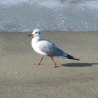 Gabbiano comune (Larus ridibundus)