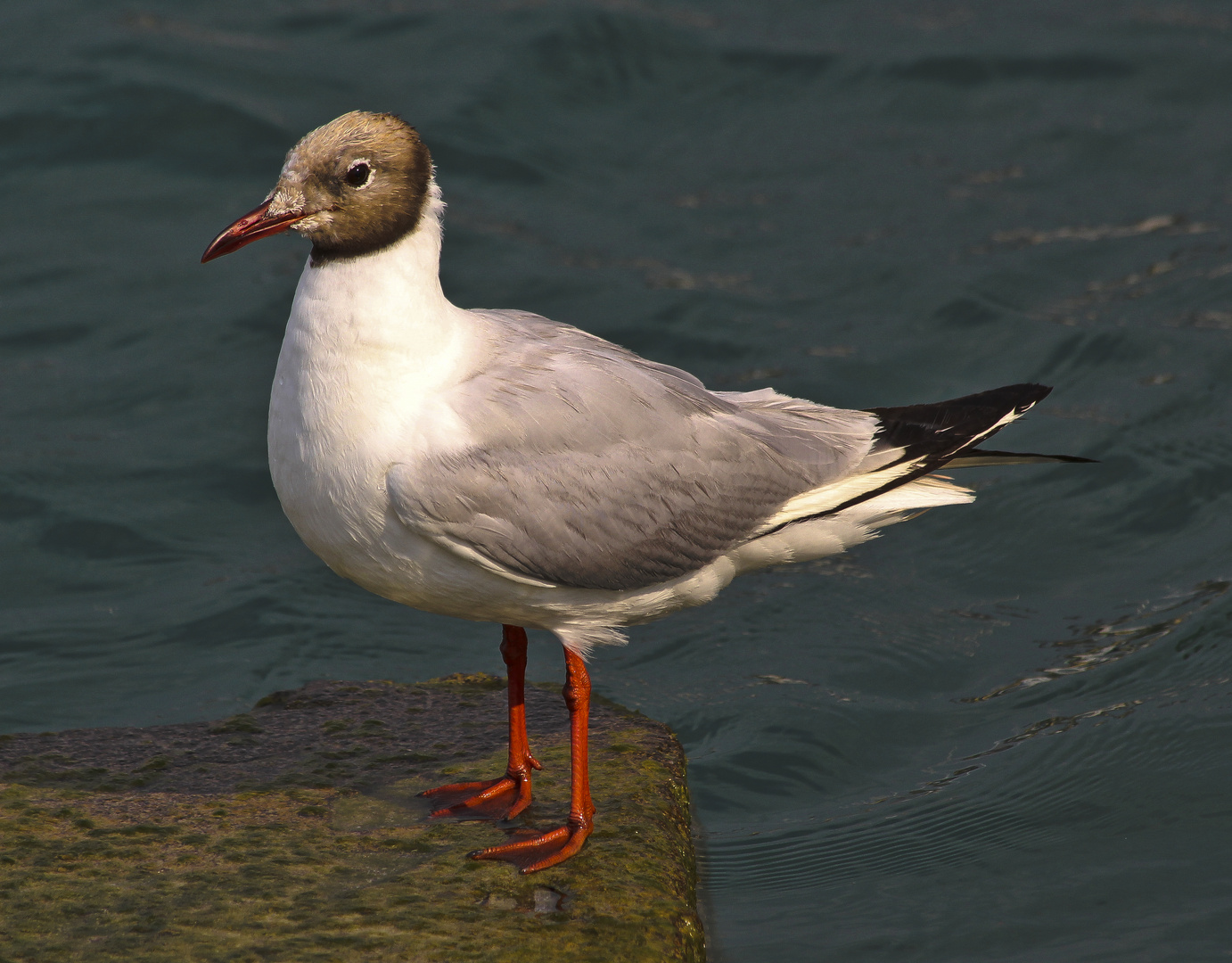 GABBIANO COMUNE (Larus ridibundus)