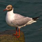 GABBIANO COMUNE (Larus ridibundus)