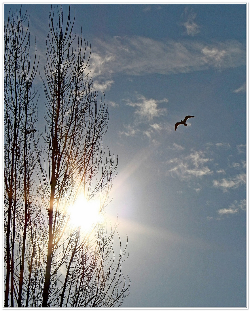 Gabbiano ControLuce