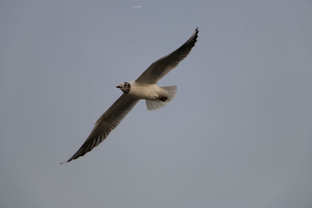 Gabbiano Corallino - Volando su Londra