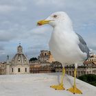 Gabbiano grandangolare a Roma