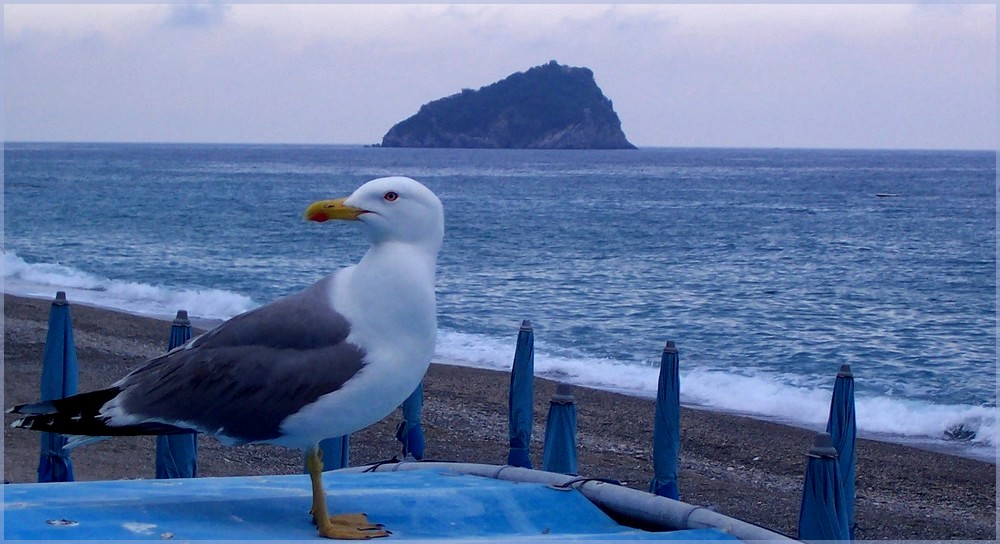 Gabbiano Guardiano...a Noli