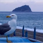 Gabbiano Guardiano...a Noli