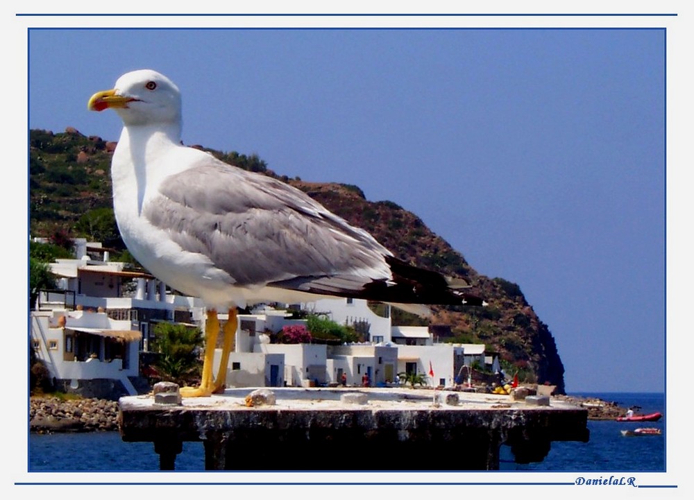 Gabbiano Guardiano...a Panarea