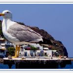 Gabbiano Guardiano...a Panarea