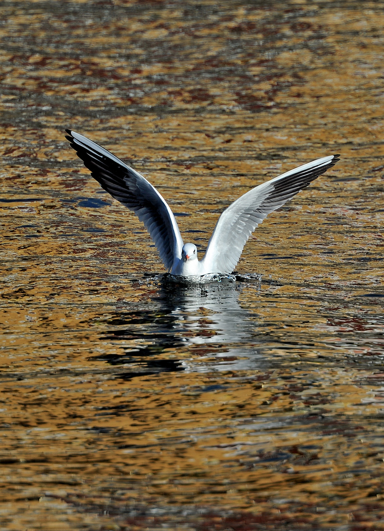 GABBIANO IN MARE