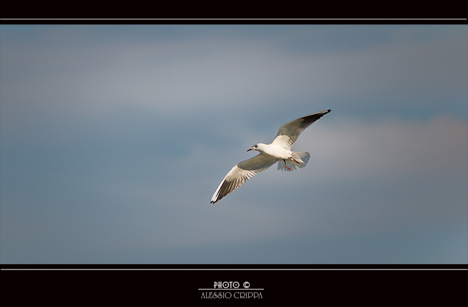 GABBIANO IN VOLO