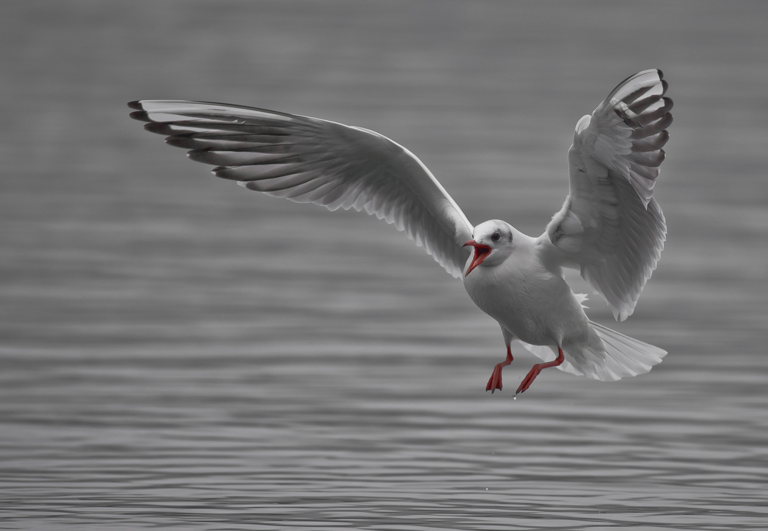 gabbiano in volo