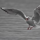 gabbiano in volo