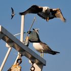 gabbiano in volo