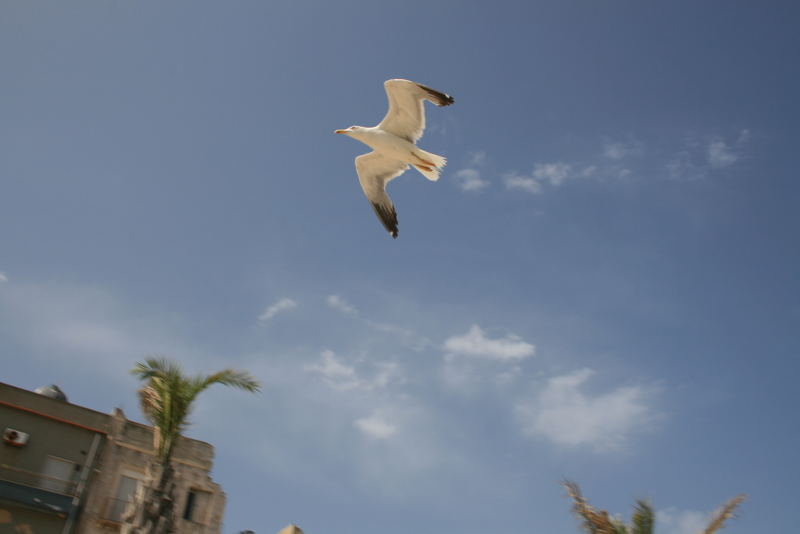 Gabbiano ... in volo