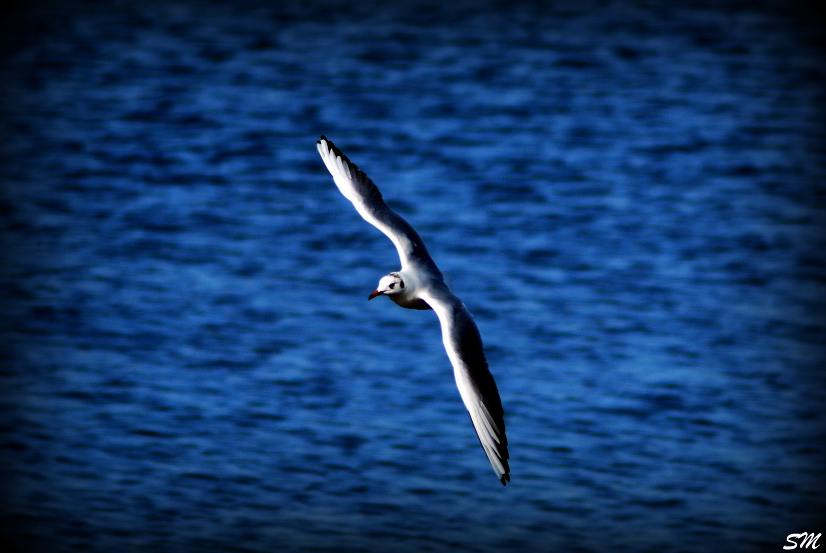 Gabbiano in Volo