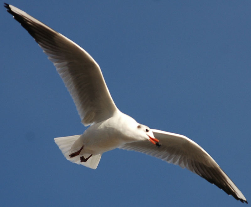 Gabbiano in volo