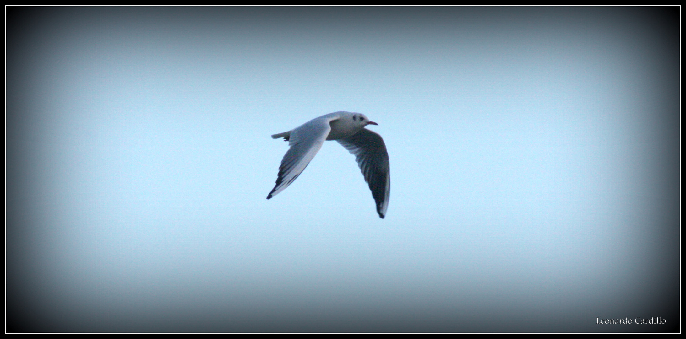 Gabbiano in volo