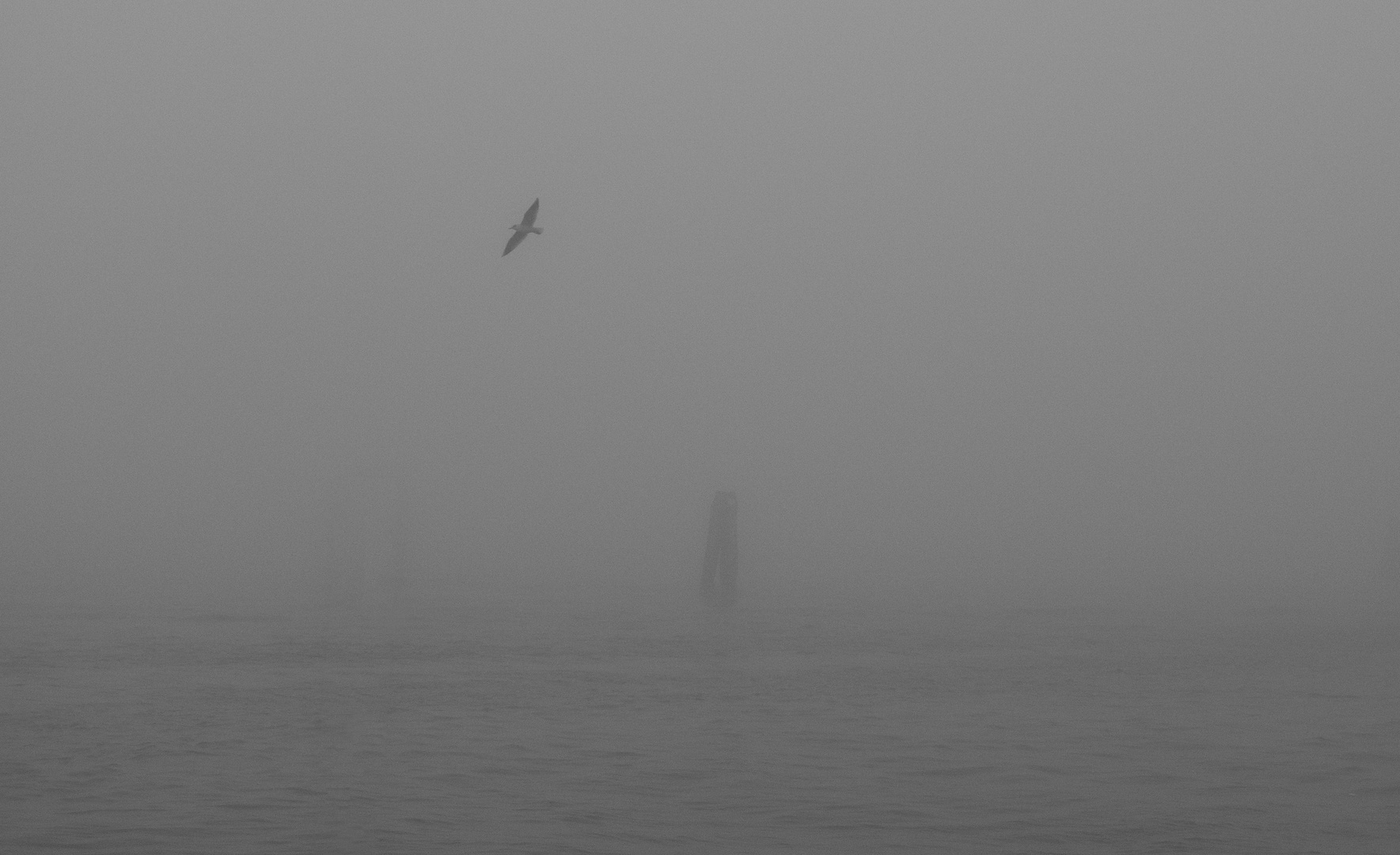 Gabbiano in volo avvolto nella nebbia. E la in fondo l'infinito - forse