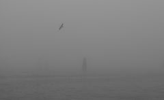 Gabbiano in volo avvolto nella nebbia. E la in fondo l'infinito - forse