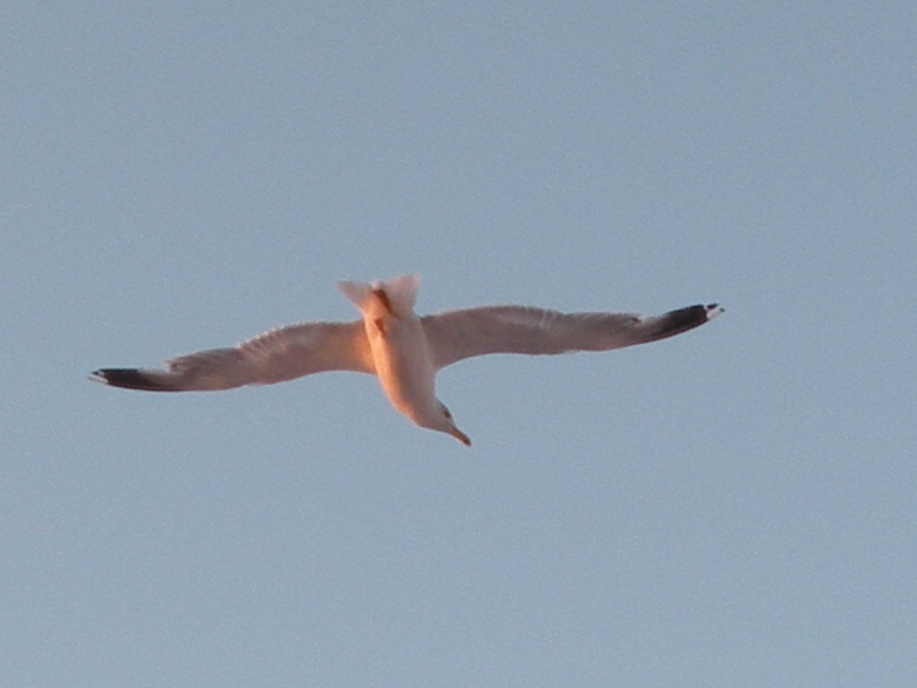 Gabbiano in volo