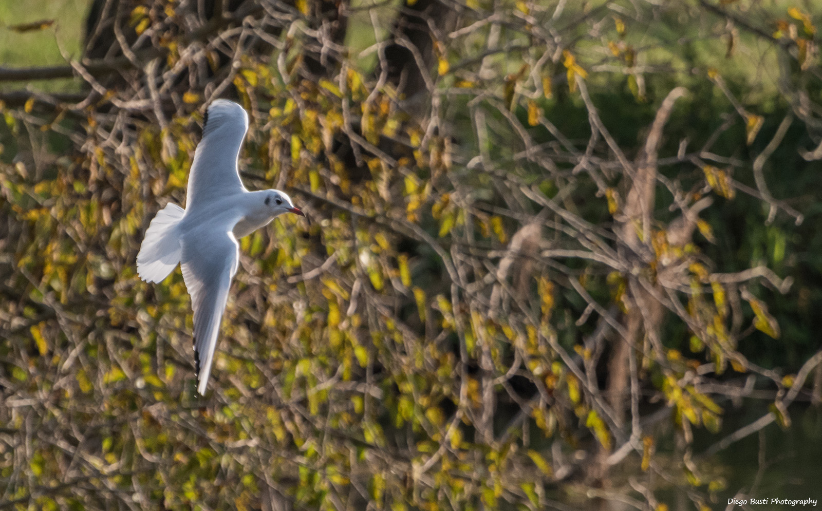 Gabbiano in volo