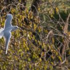 Gabbiano in volo