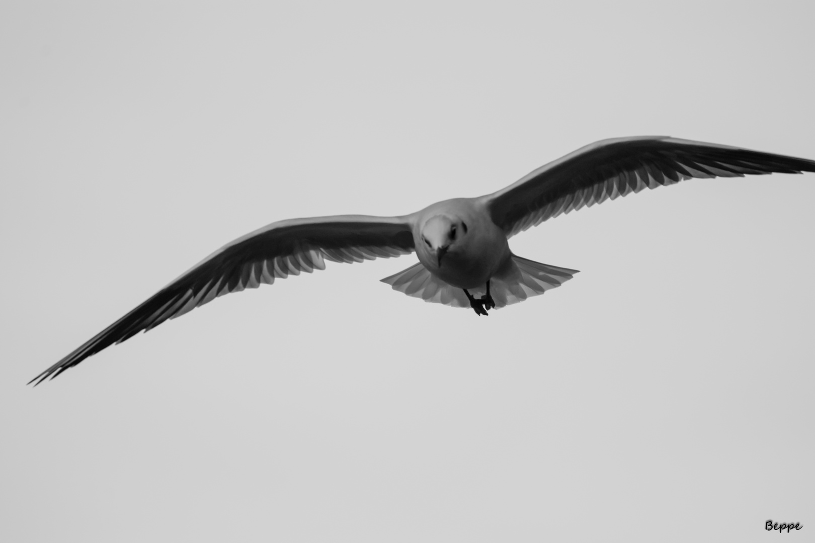 Gabbiano in volo