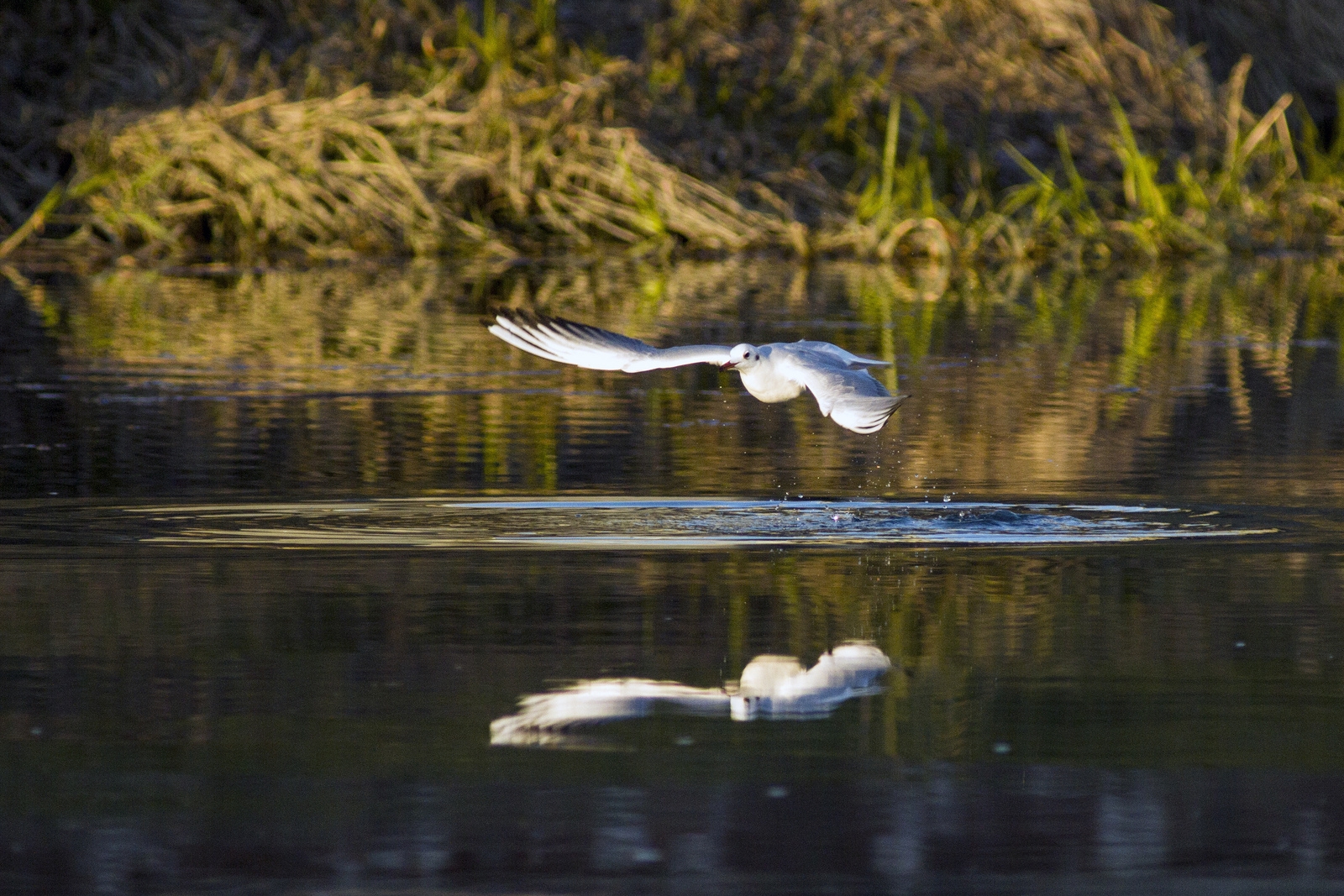 Gabbiano in volo radente...