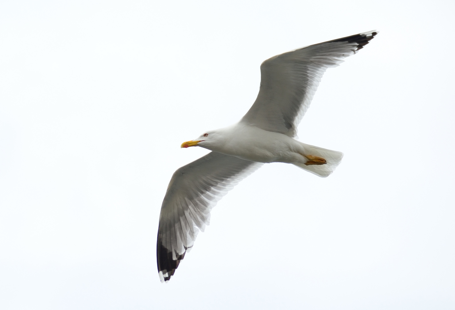 Gabbiano in volo3