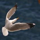 Gabbiano reale in volo - Larus argentatus - Sardegna