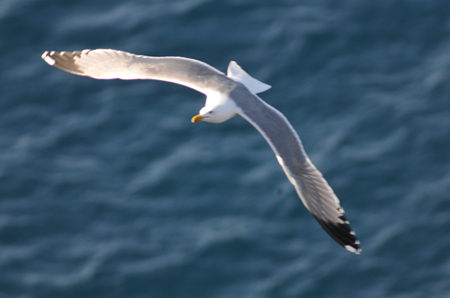 Gabbiano reale in volo - Larus argentatus - Sardegna