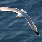 Gabbiano reale in volo - Larus argentatus - Sardegna