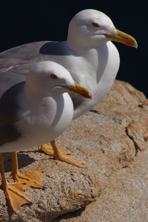 Gabbiano reale - Larus argentatus - Sardegna