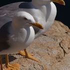 Gabbiano reale - Larus argentatus - Sardegna