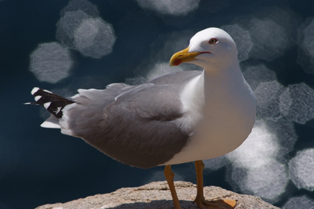 Gabbiano reale - Larus argentatus - Sardegna