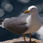 Gabbiano reale - Larus argentatus - Sardegna