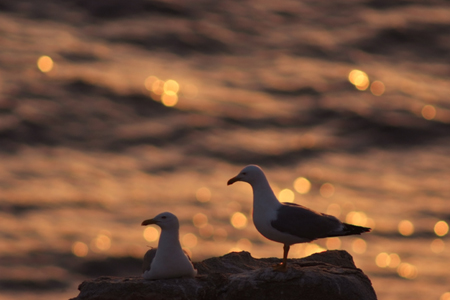 Gabbiano reale - Larus argentatus - Sardegna