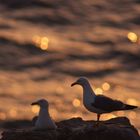 Gabbiano reale - Larus argentatus - Sardegna