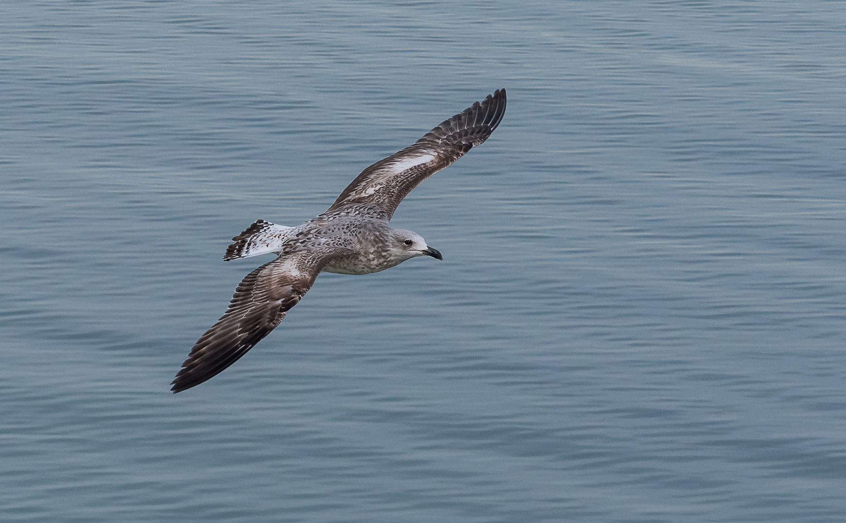 Gabbiano reale mediterraneo (Larus michahellis).