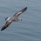 Gabbiano reale mediterraneo (Larus michahellis).