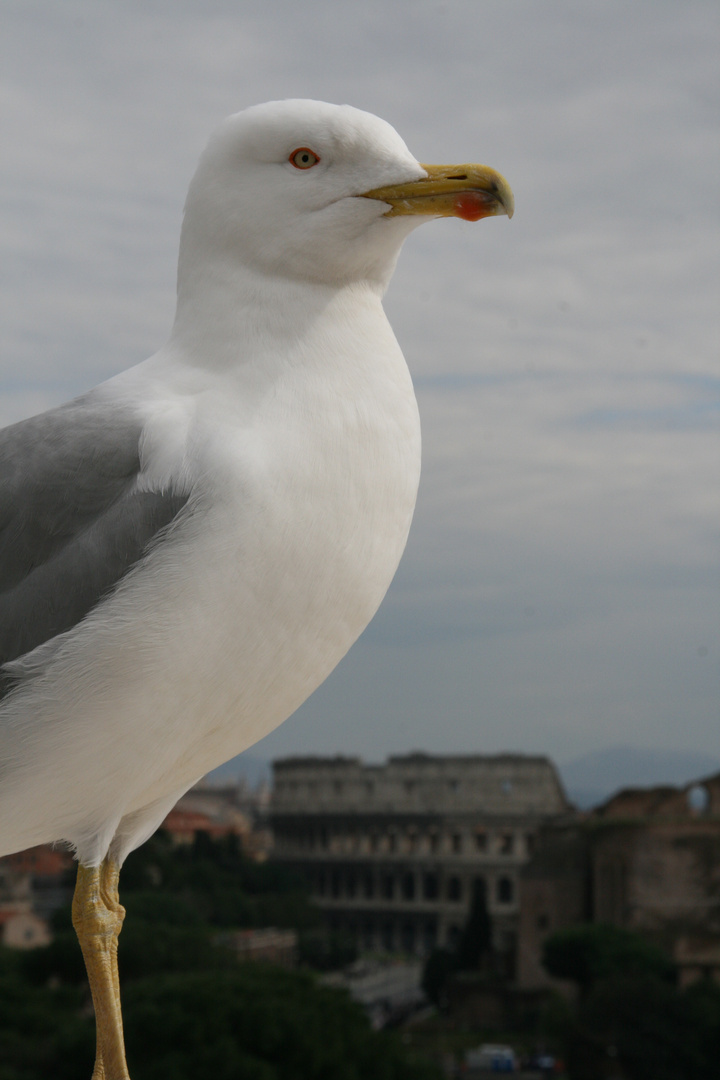 gabbiano romano