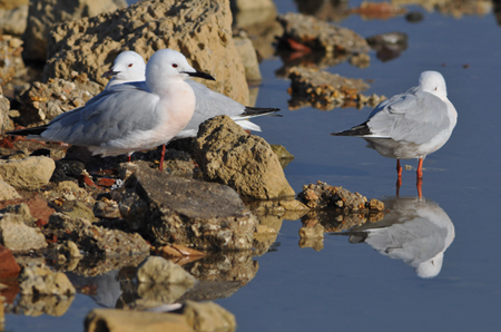 Gabbiano roseo in abito nuziale - Larus genei - Sardegna