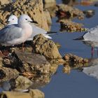 Gabbiano roseo in abito nuziale - Larus genei - Sardegna