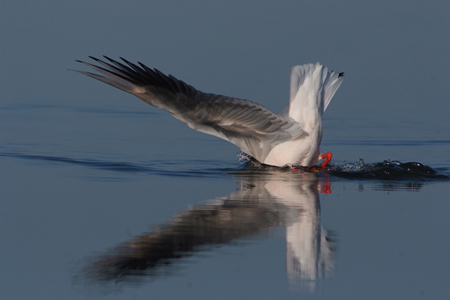 Gabbiano roseo - Larus genei - Sardegna