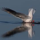 Gabbiano roseo - Larus genei - Sardegna