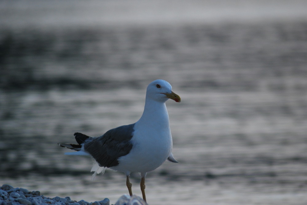 Gabbiano solitario