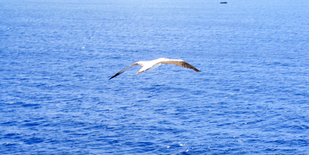 Risultati immagini per gabbiano sul mare