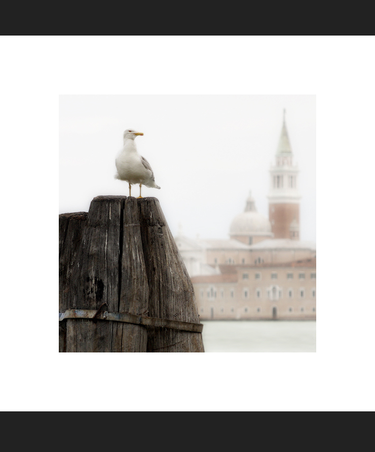 Gabbiano .... Venezia LXII