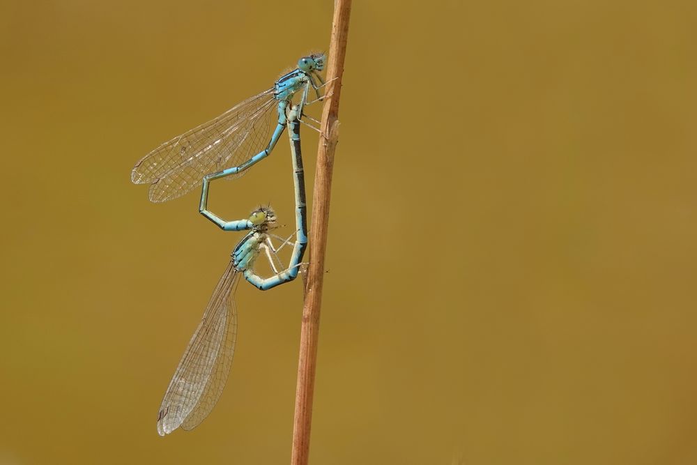 Gabel-Azurjungfer